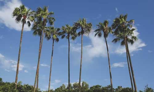 palm trees, orlando