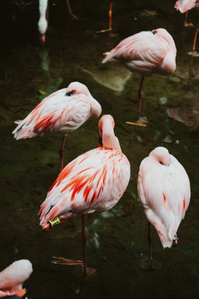 flamingos at disney world animal kingdom