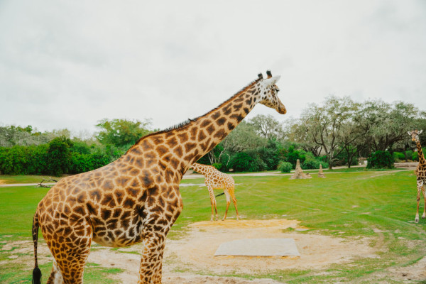 disney animal kingdom - giraffe