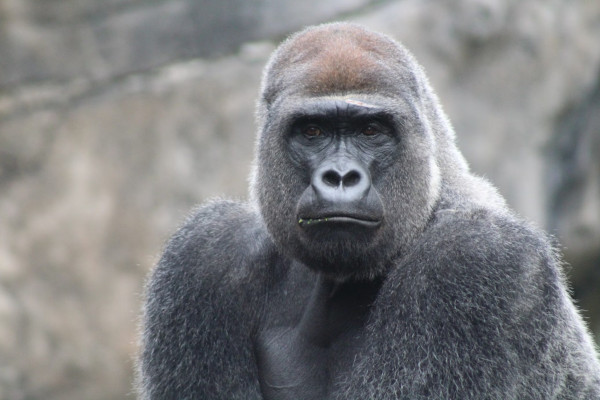 gorilla at animal kingdom, walt disney world florida