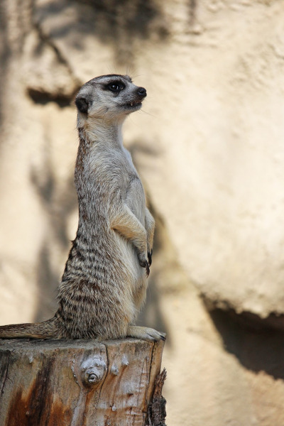 meerkat at disney animal kingdom, orlando florida