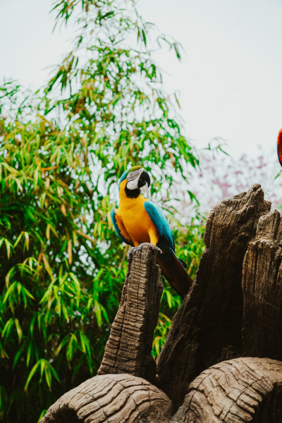 animal kingdom parrot at walt disney world orlando florida