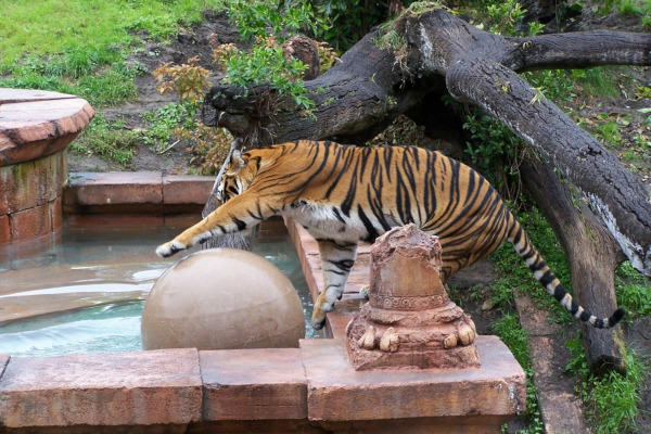 tiger at walt disney world, florida, animal kingdom