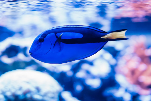 blue fish, at aquarium, EPCOT, Disney