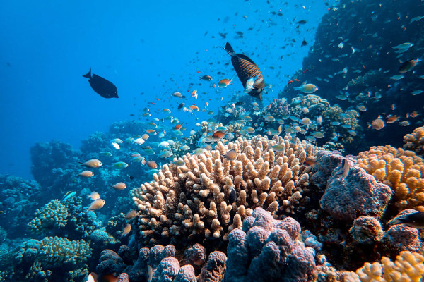 aquarium coral reef at disney nature world, epcot