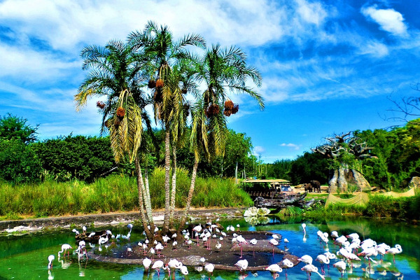 disney world orlando animal kingdom pond flamingo